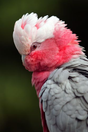 Galah